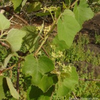 Cissus vitiginea L.